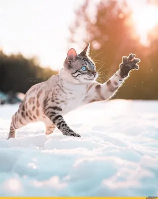 Котенок играет со снежинками - фотография, которую можно скачать бесплатно