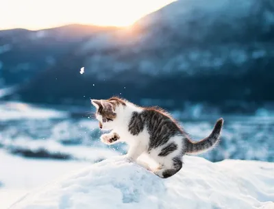 Фон с изображением котенка в снегу - png формат для использования в дизайне
