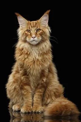 Уникальные мейн-кун котята на фото