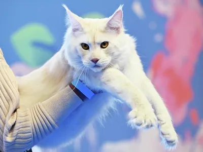 Красивые фото котят породы мейн-кун