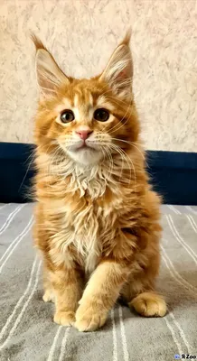 Восхитительные фото мейн-кун котят