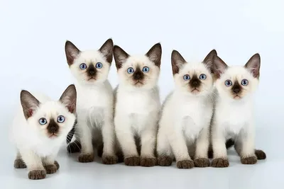 Котята сиамской кошки фотографии