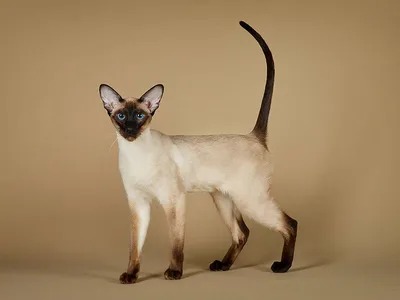 Нежные котята сиамской породы - фото в jpg формате