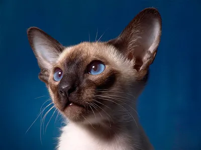 Котята сиамской породы: качественные изображения на выбор