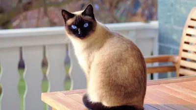 Фото котят сиамской породы в хорошем качестве