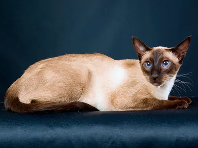 Котята сиамской кошки - красивые картинки и обои
