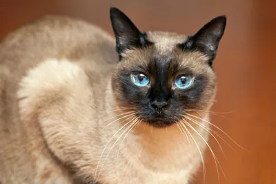 Котята сиамской кошки - изображения для использования