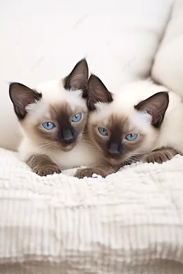 Котята сиамской кошки: коллекция красивых картинок