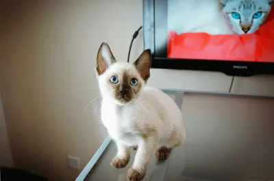 Фото котят сиамской породы - выберите размер изображения