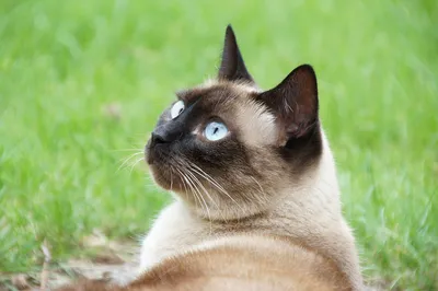 Котята сиамской кошки - изображения в хорошем качестве