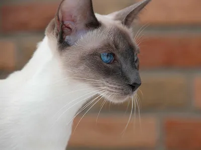 Фото, картинки, изображения: котята сиамской кошки