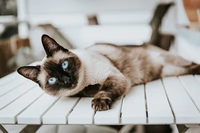Бесплатные фото котят сиамской породы для загрузки