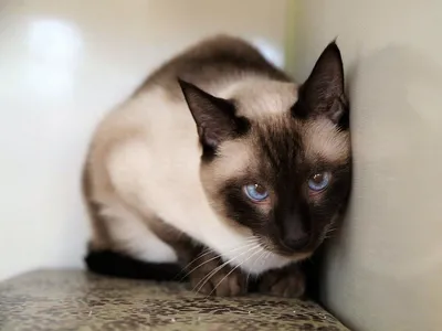 Котята сиамской кошки - коллекция фотографий на выбор