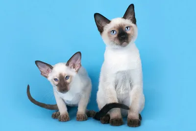 Котята сиамской породы: прекрасные фото в png формате