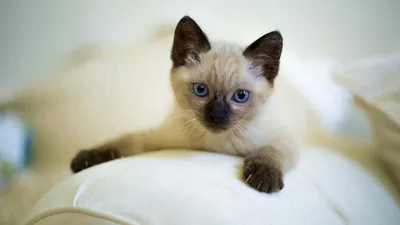 Котята сиамской кошки - лучшие изображения на выбор