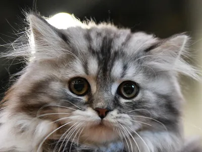 Котята сибирской кошки - милые и игривые фото