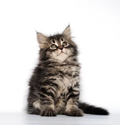 Изображения симпатичных котят сибирской кошки для загрузки