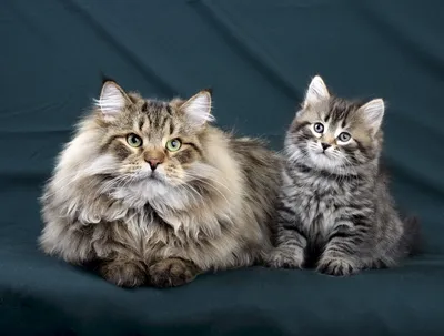 Котята сибирской кошки - прекрасные фотографии веб-сайта
