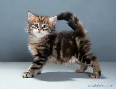 Котята сибирской кошки фотографии