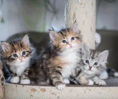 Уникальные картинки котят сибирской кошки