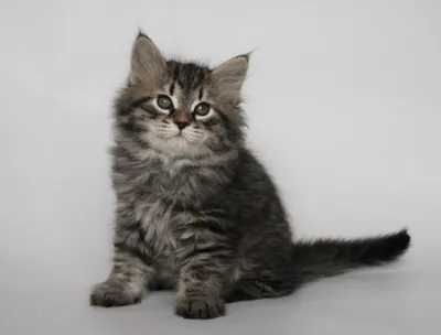 Котята сибирской породы - фотографии для фона