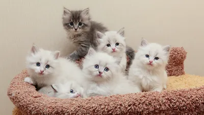 Фото милых котят сибирской кошки в формате WEBP