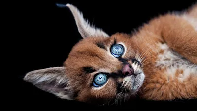Котята сибирской кошки - фотографии для обоев