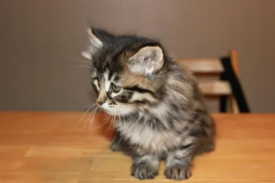 Фото котят сибирской породы с возможностью выбора размера