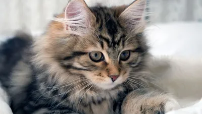 Шикарные картинки котят сибирской кошки