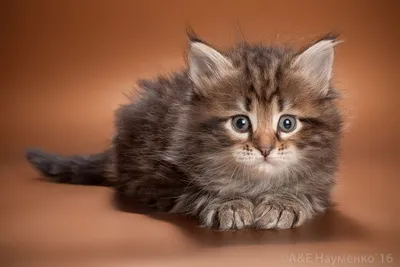 Фото игривых котят сибирской кошки для загрузки