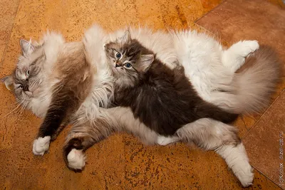 Уникальные картинки котят сибирской кошки для скачивания