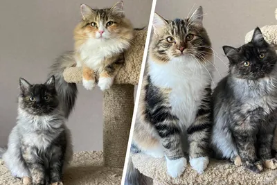 Скачать бесплатно изображения с милыми котятами сибирской кошки