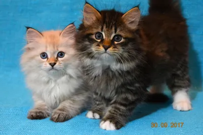 Фото котят сибирской кошки в формате PNG для создания обоев