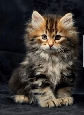 Котята сибирской кошки - фотографии с возможностью выбора размера