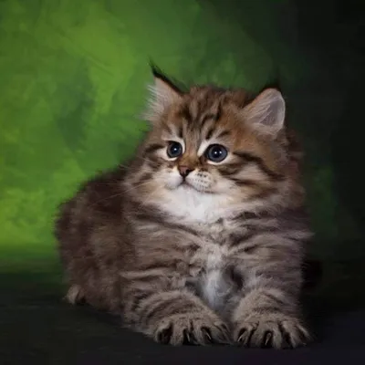 Скачать бесплатно фото котят сибирской кошки в формате WEBP