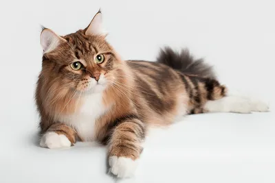 Котята сибирской кошки - фоновые картинки для вашего экрана