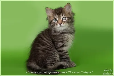 Фото игривых котят сибирской кошки для фона