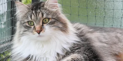 Котята сибирской кошки - привлекательные фотографии с возможностью выбора формата