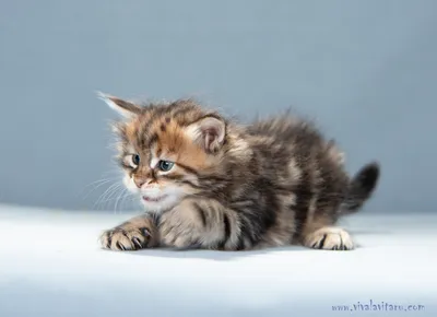 Уникальные картинки котят сибирской кошки для скачивания бесплатно.