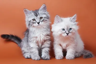 Впечатляющие изображения котят сибирской кошки