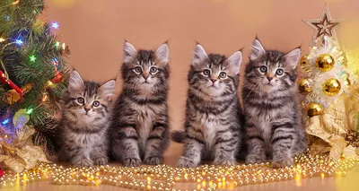 Скачать бесплатно фото котят сибирской кошки в формате PNG