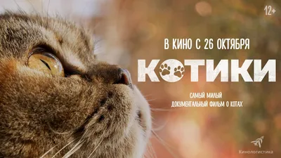 Мартовские котики: во Владивостоке прошла пушистая весенняя выставка -  PrimaMedia.ru