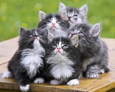 Коты кошки котята фотографии