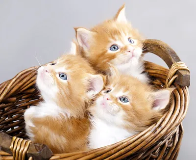Изображение котов кошек котят в формате jpg