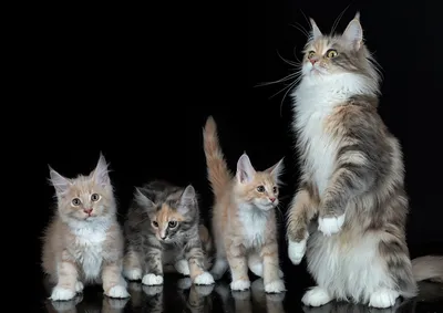 Котята кошки коты на фоне