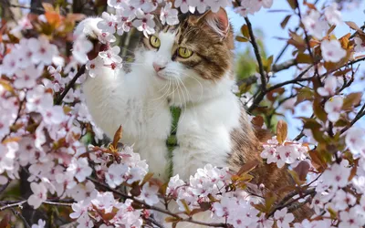 Доброе утро, коты весной, цветёт …» — создано в Шедевруме