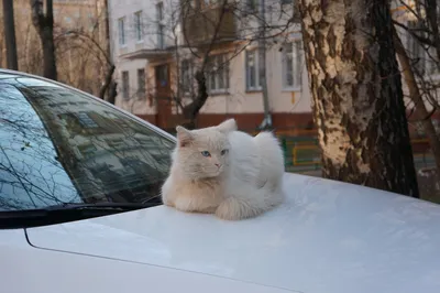 Кошка в лесу весной» — создано в Шедевруме