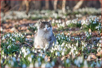 Коты весной фото фотографии
