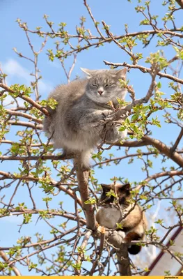 Весна. Коты прилетели. — Фото №1400197