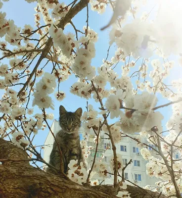 Кошки и весна, история одной встречи. Photographer Salnikov Evgeniy